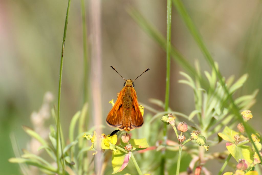 Ochlodes sylvanus, Hesperiidae